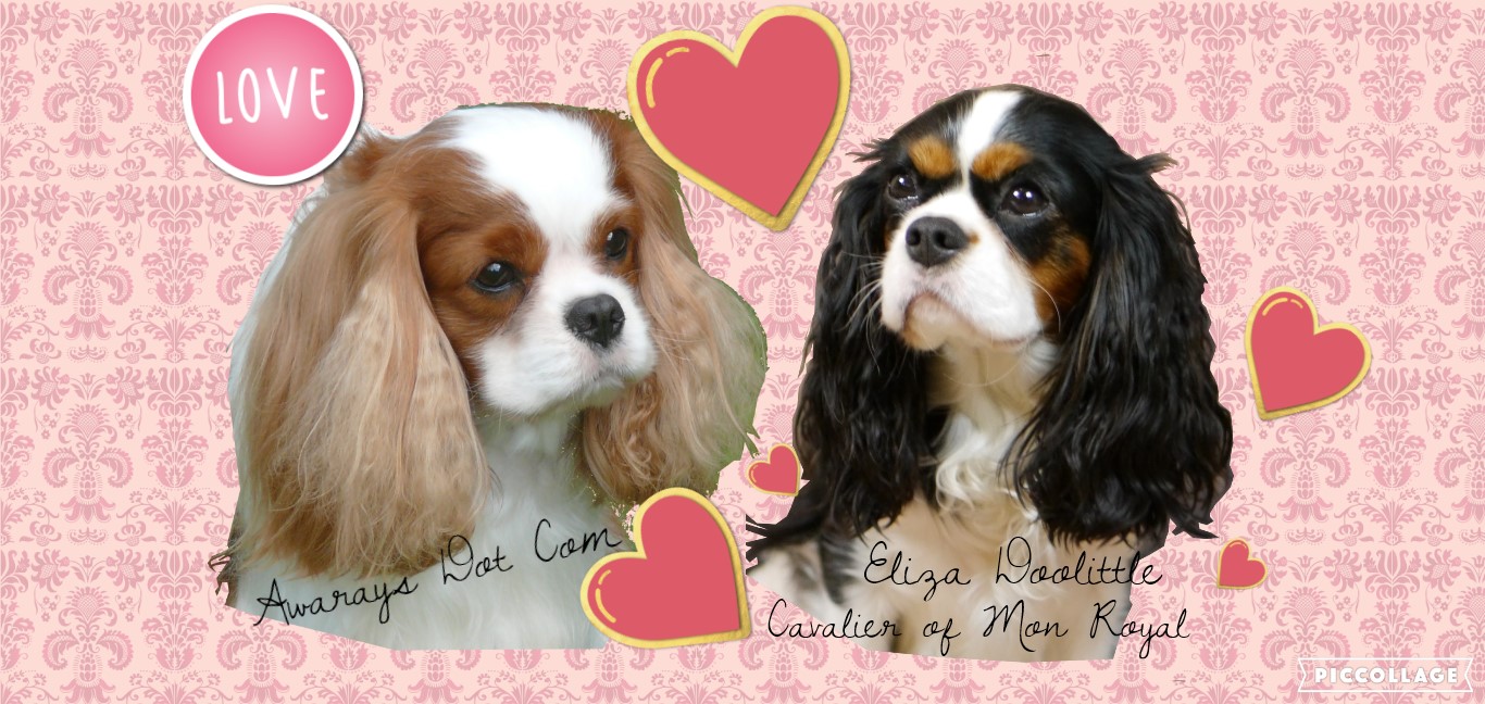 Awaray's Dot Com & Eliza Doolittle Cavalier of Mon Royal