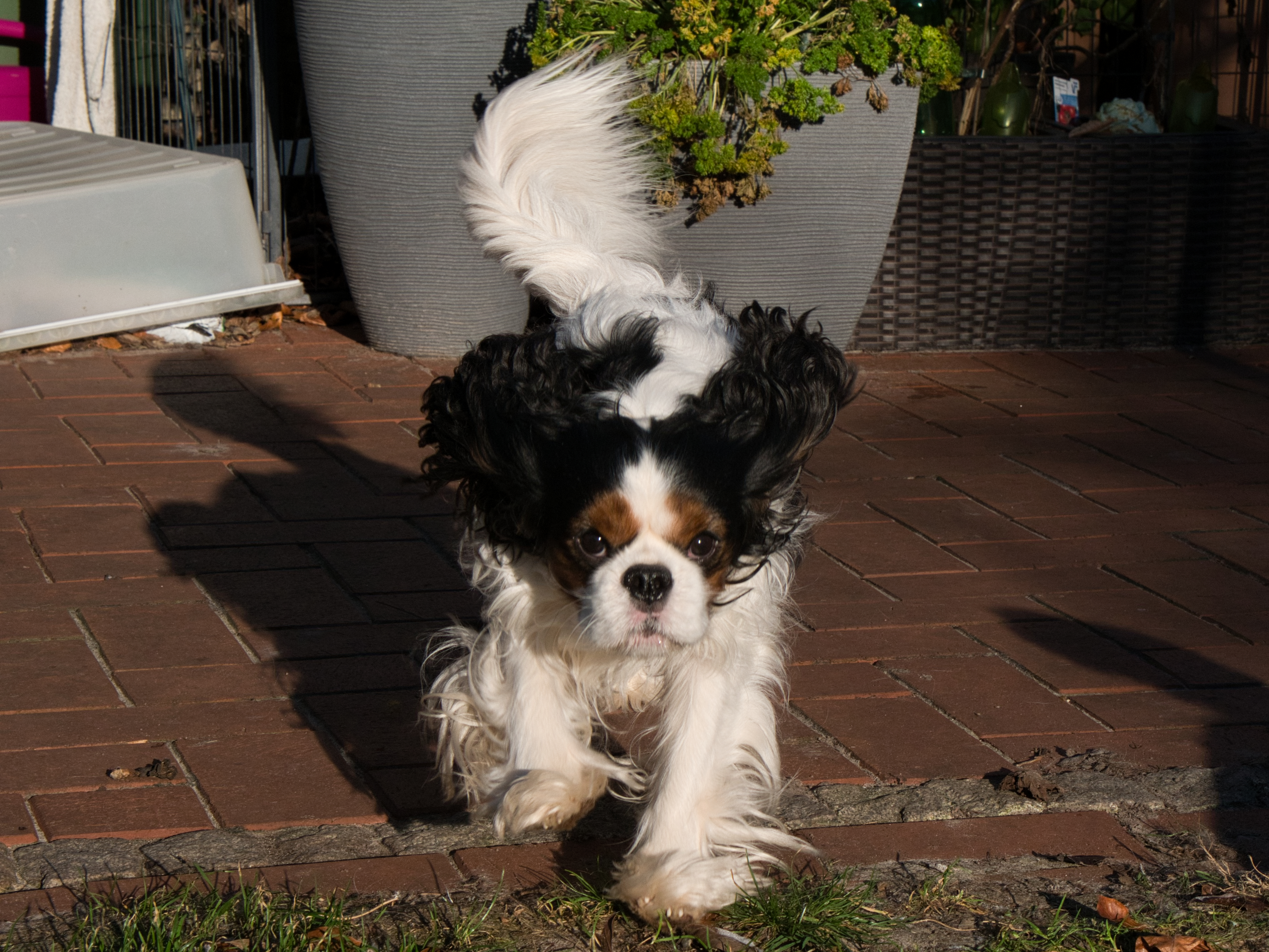 Chess Jasper geb. 02.07.2025