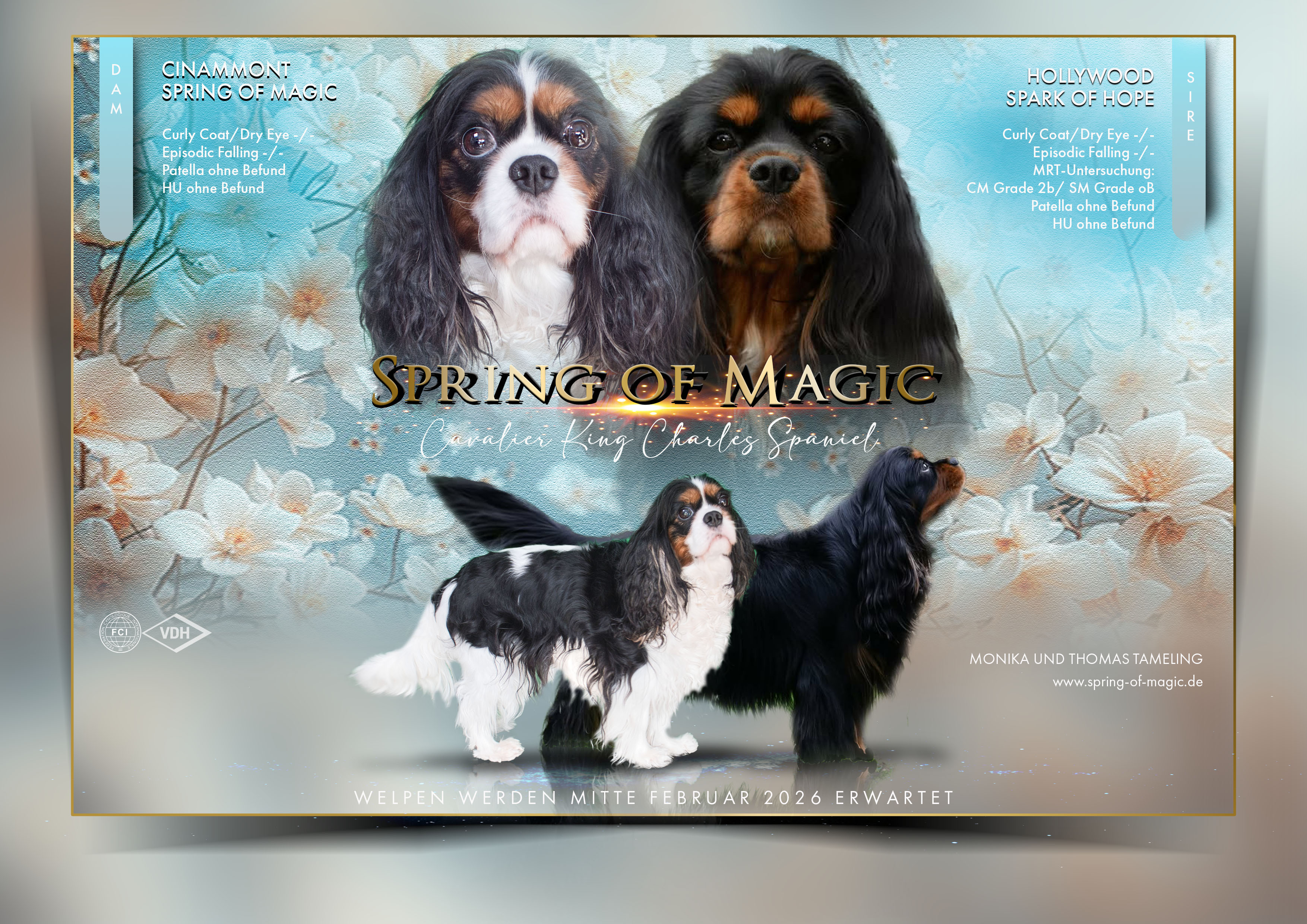 I-Wurf - Hollywood Spark Of Hobe - Cinammont Spring of Magic