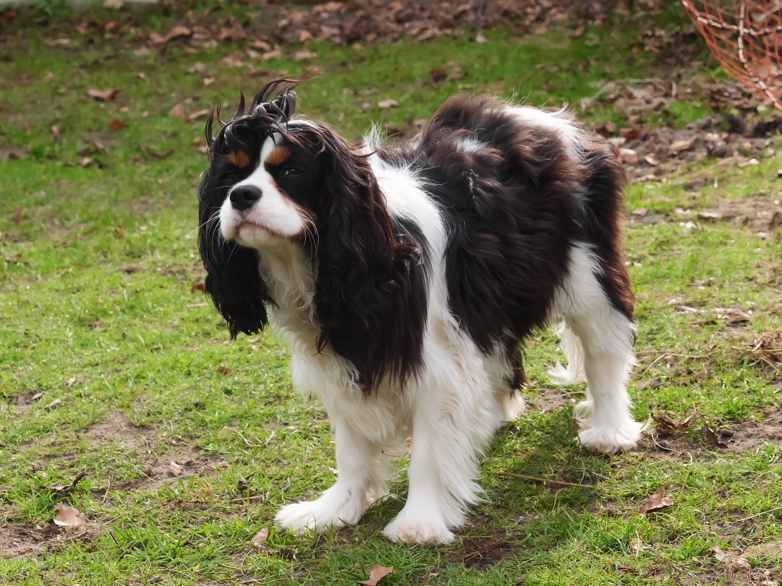 Caja Crunch Spring of Magic