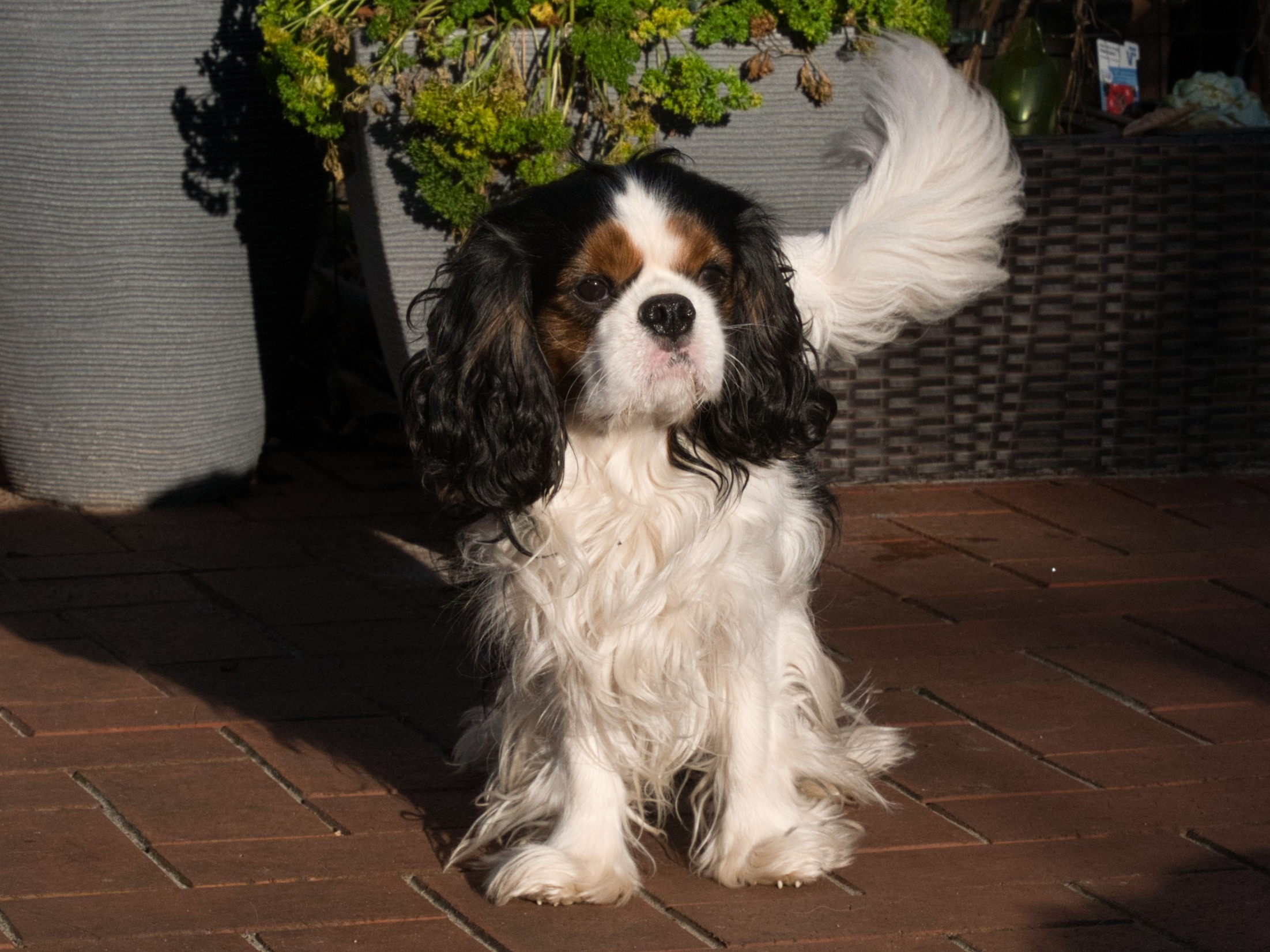 Chess Jasper geb. 02.07.2023